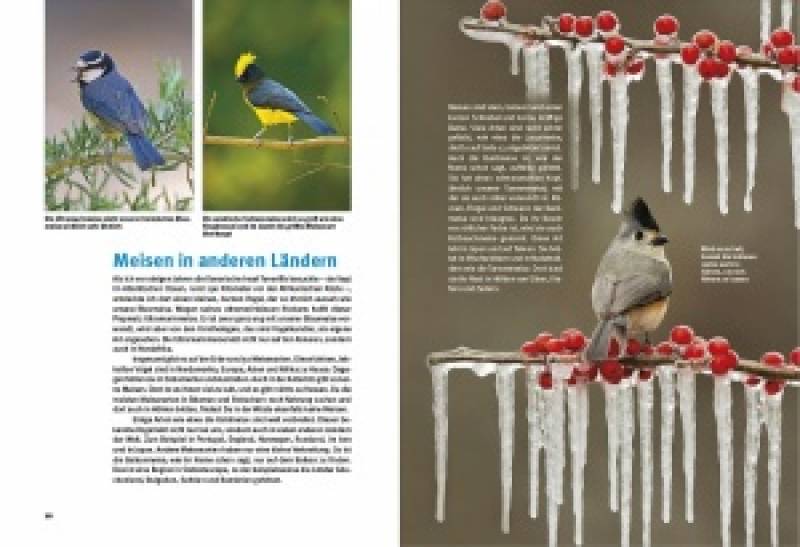 Preview: Entdecke die Meisen